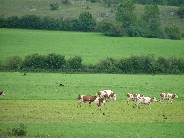 eagles, cows and crows