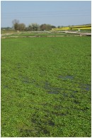 The watercress beds