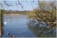 Alresford Pond