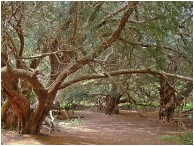 ancient yews