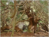 ancient yews