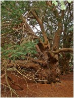 ancient yews