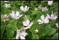 quince blossom