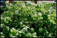 quince tree in full bloom