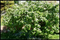 quince tree in full bloom