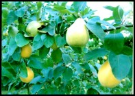 the humble quince