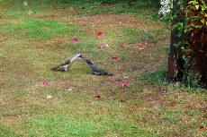 Green woodpecker feeding young