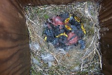 Nine baby Bluetits