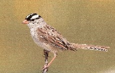 American crowned sparrow