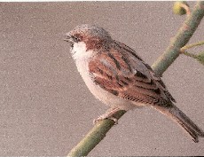 House sparrow