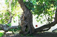 An ancient, gnarled, trunk