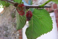 Ripening mulberries