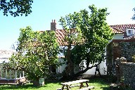 300 year old mulberry tree