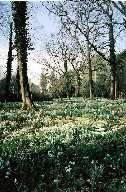 Walsingham: snowdrops