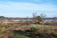 Woolmer Pond