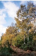 Silver Birch