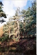 Scots Pine