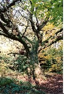 The Lindford Oak